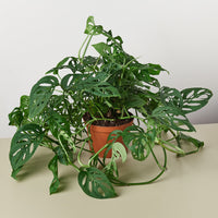 Swiss Cheese Vine (Monstera adansonii)