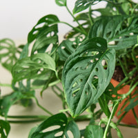 Swiss Cheese Vine (Monstera adansonii)