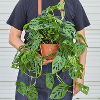 Swiss Cheese Vine (Monstera adansonii)