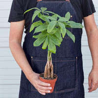 Braided Money Tree (Pachira aquatica)