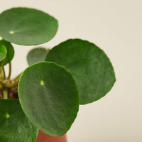 Chinese Money Plant (Pilea peperomioides)
