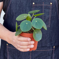 Chinese Money Plant (Pilea peperomioides)