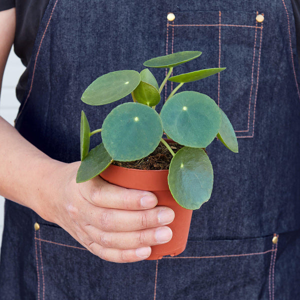 Chinese Money Plant (Pilea peperomioides)