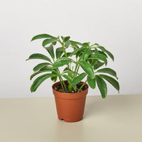 Dwarf Umbrella Tree (Schefflera arboricola)