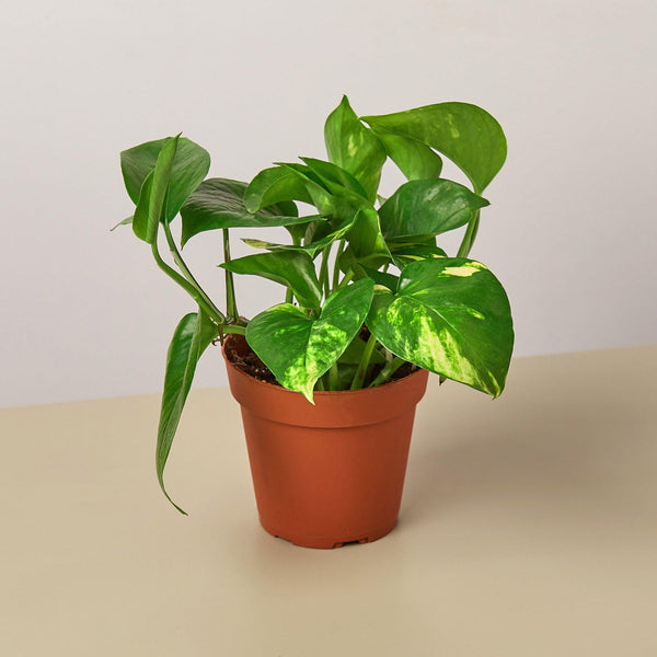 Golden Pothos (Epipremnum aureum)