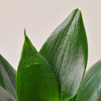 Jade Bird's Nest Snake Plant (Sansevieria trifasciata 'Hahnii')