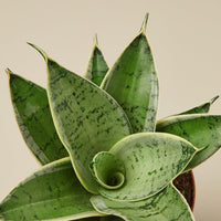Snake Plant 'Starlight' (Sansevieria trifasciata)