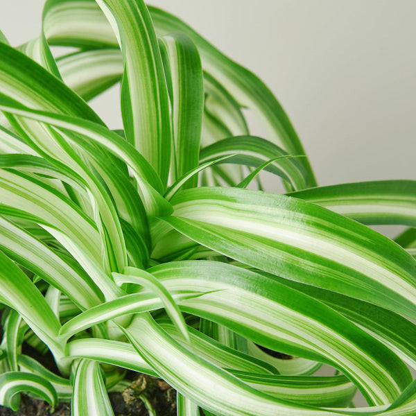 Curly Spider Plant 'Bonnie' (Chlorophytum comosum)