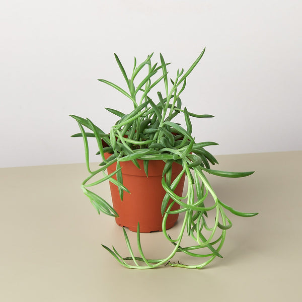 Fish Hooks Senecio (Senecio radicans 'Glauca')