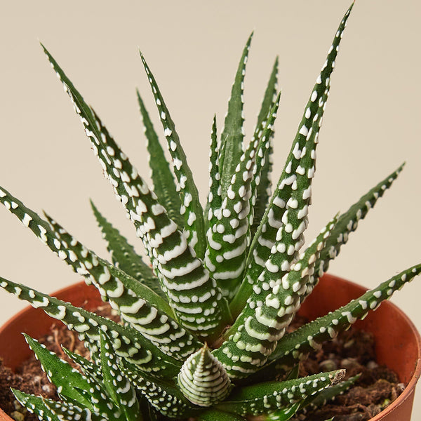Zebra Haworthia (Haworthia fasciata)