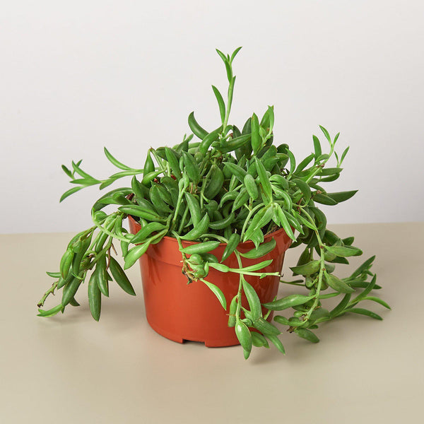String of Bananas (Senecio radicans)