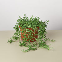 String of Bananas (Senecio radicans)