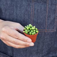 String of Pearls (Senecio rowleyanus)