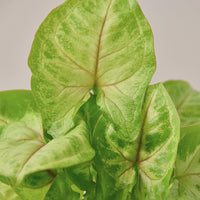 Arrowhead Plant 'Gold' (Syngonium podophyllum)