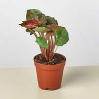 Arrowhead Plant 'Merry' (Syngonium podophyllum)