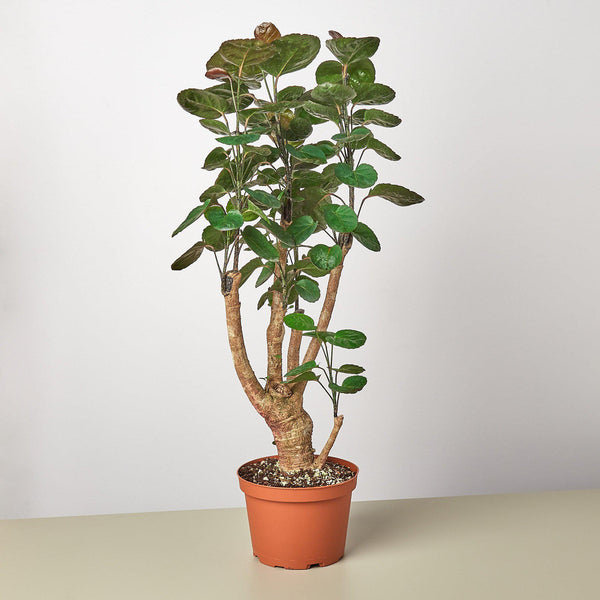 Fabian Aralia (Polyscias scutellaria)