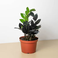 Black ZZ Plant 'Black Queen' (Zamioculcas zamiifolia)
