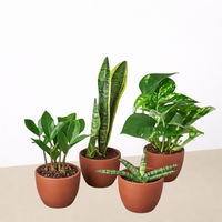 Easy Care Houseplant Bundle (4 Plants)