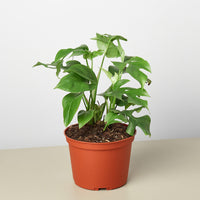 Mini Monstera (Rhaphidophora tetrasperma)
