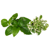 Pothos Duo, 4 Inch Pots (2 Plants)