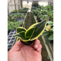 Snake Plant 'Black Gold' (Sansevieria trifasciata)