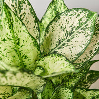 Chinese Evergreen 'First Diamond' (Aglaonema)