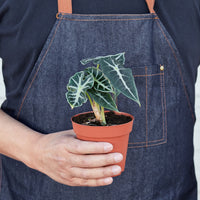 Alocasia 'Bambino' (Alocasia amazonica)