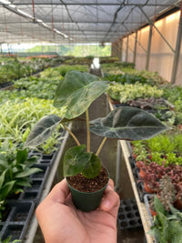 African Mask Plant 'Polly' (Alocasia amazonica)
