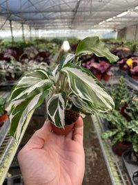 Calathea 'White Fusion' (Calathea lietzei)
