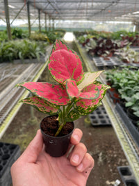 Chinese Evergreen 'Lady Valentine' (Aglaonema)