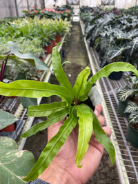 Bird's Nest Fern 'Hurricane' (Asplenium antiquum)