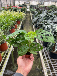 Swiss Cheese Vine (Monstera adansonii)