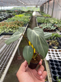 Philodendron Gloriosum (Philodendron gloriosum)