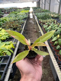 Variegated Philodendron 'Ring of Fire'