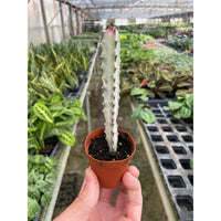 Dragon Bone Euphorbia (Euphorbia lactea)