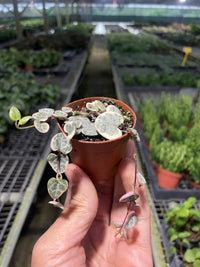 Variegated String of Hearts (Ceropegia woodii)