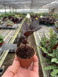Black ZZ Plant 'Black Queen' (Zamioculcas zamiifolia)