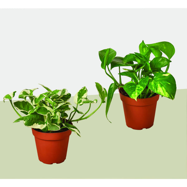 Pothos Duo, 4 Inch Pots (2 Plants)