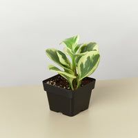 Peperomia 'Marble' (Peperomia obtusifolia)