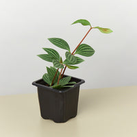Peperomia 'Parallel' (Peperomia puteolata)