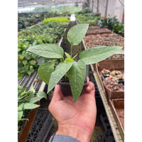Cebu Blue Pothos (Epipremnum pinnatum)