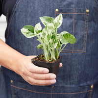Pothos 'N'Joy' (Epipremnum aureum)