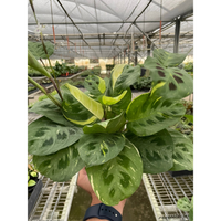 Variegated Prayer Plant 'Beauty Kim' (Maranta leuconeura)