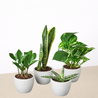 Easy Care Houseplant Bundle (4 Plants)