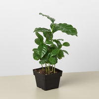 Coffee Plant (Coffea arabica)