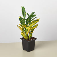 Gold Dust Croton (Codiaeum variegatum)