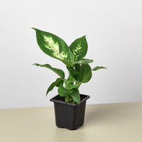 Dieffenbachia 'Camille' (Dieffenbachia)