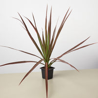 Dragon Tree 'Colorama' (Dracaena marginata)