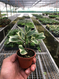 Variegated Ficus Triangularis (Ficus triangularis)
