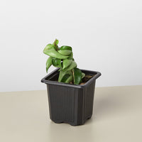 Hindu Rope Hoya (Hoya carnosa 'Compacta')